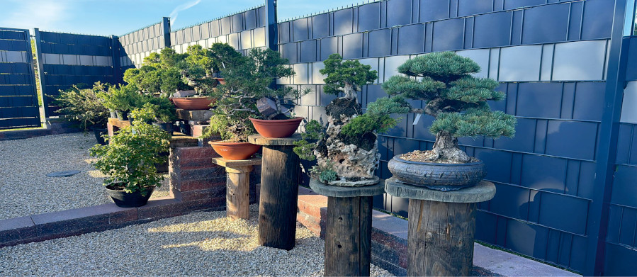 Bonsaigarten Eisner